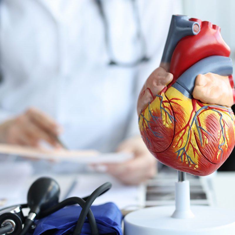 Artificial plastic model of human heart standing against background of cardiologist closeup Artificial plastic model of human heart standing against background of cardiologist closeup. Cardiac care concept